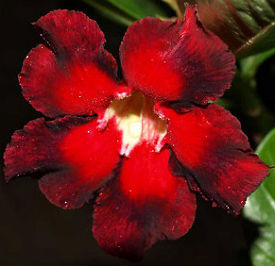 (image for) Adenium Seeds \'Double Colour\' (5 Seeds)
